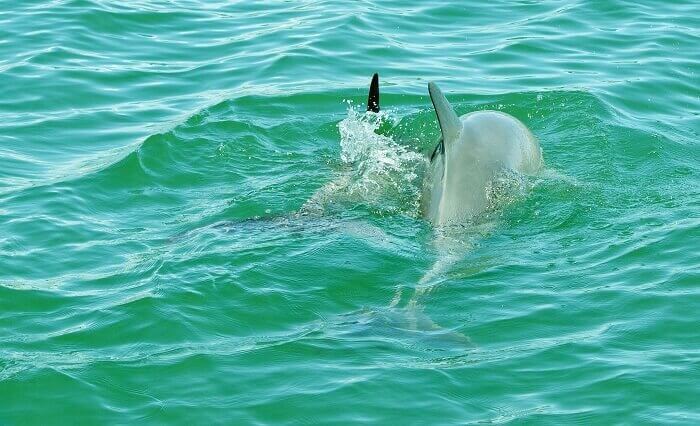 The beautiful playing dolphins in Goa