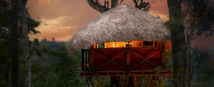 The budget treehouse stay in Coorg
