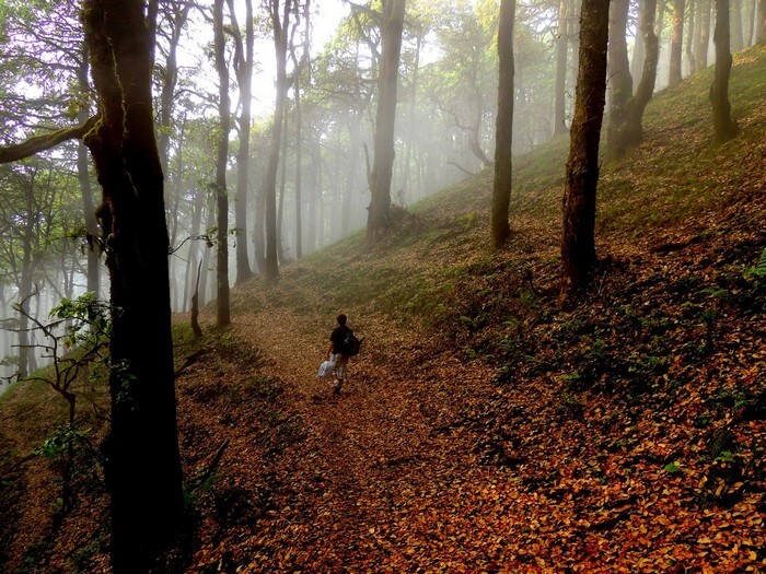 A trekker walks through the beautiful forest in Mussoorie