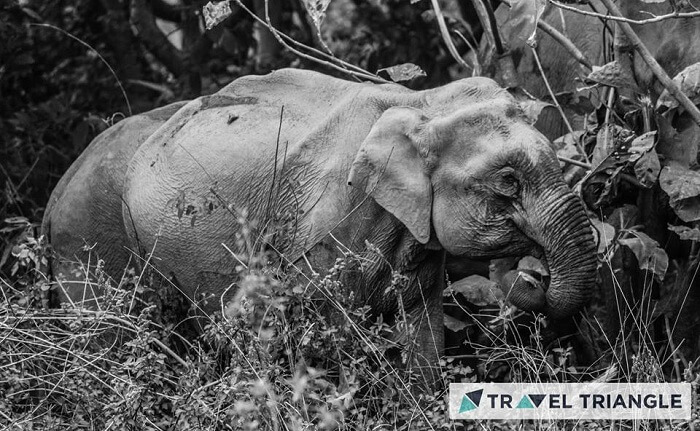 Elephant spotted in Jim Corbett