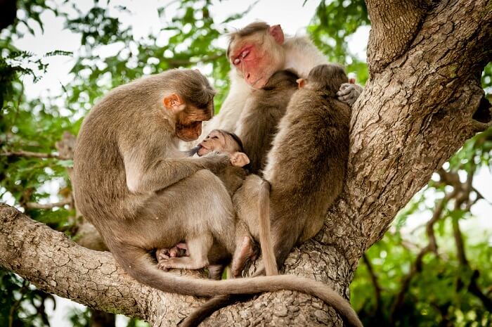 A family of Indian monkeys enjoying a peaceful day at Bandipur National Park in Karnataka