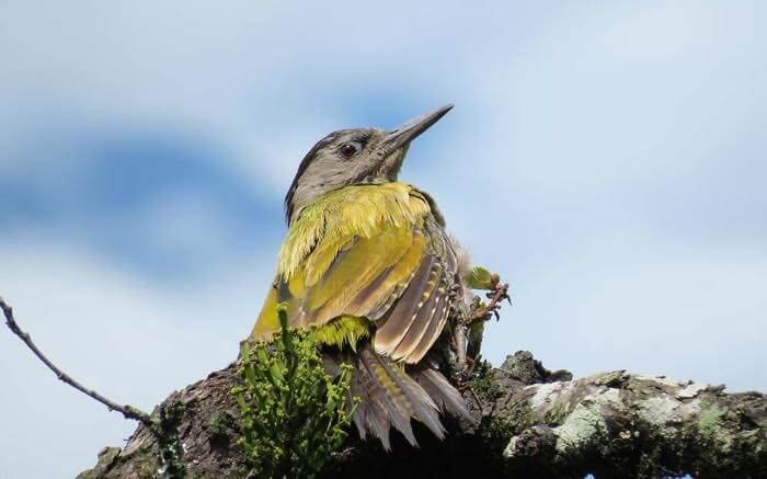 Watching variety of migratory birds in Lansdowne is a great experience
