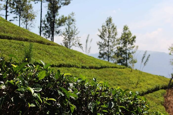 The beauty of Kandy in Sri Lanka