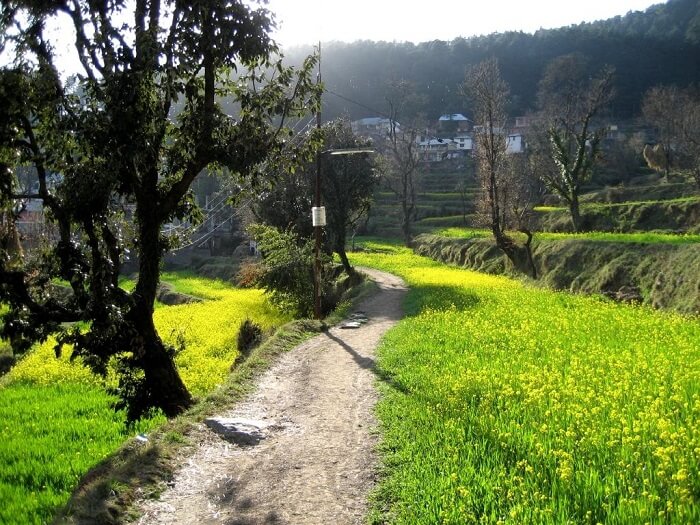 A winding trail leading to Naddi Village in Dharamshala