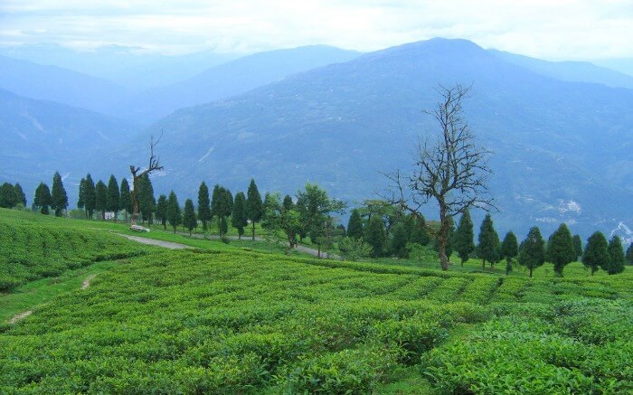 Temi Tea Garden in Ravangla casts a spell