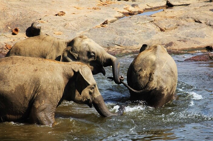 Elephants at the orphanage in Sri Lanka