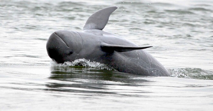 Spot the rare Irrawaddy dolphins in the Mekong river in Cambodia
