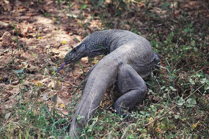Monster lizard in Yala