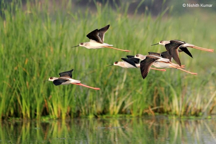Black Winged Stilts in flight at Nawabganj Bird Sanctuary