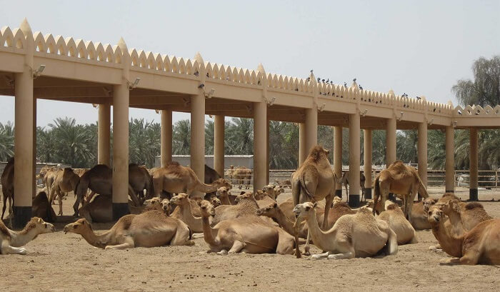Camels resting at Camel Breeding Farm at Bikaner in Rajasthan