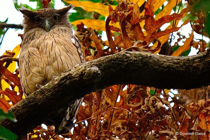 Collared Scops Owl resting on a treek branch at Chintamoni Kar Bird Sanctuary