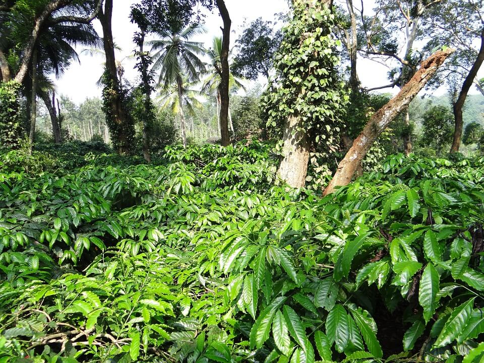 coffee plantation