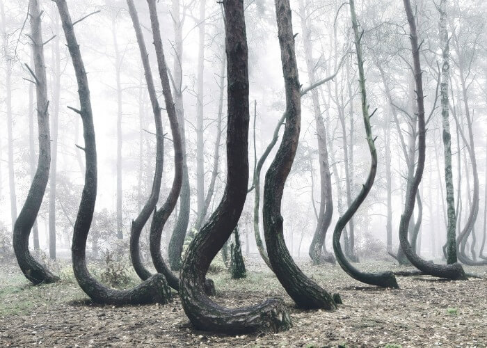 Collection of curved trees in Poland
