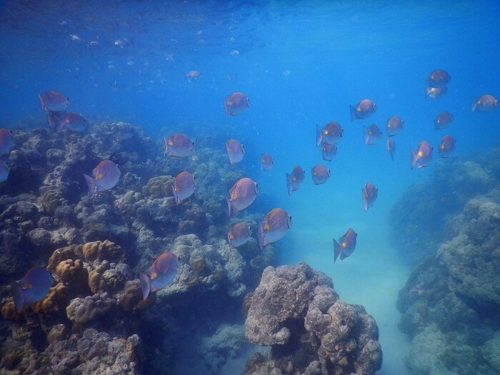 Marine life of Andaman