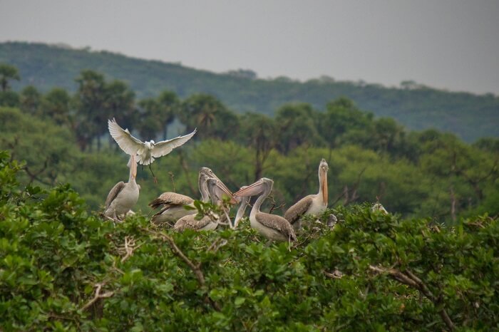 Flock of Spoonbills at Vedanthangal Bird Sanctuary