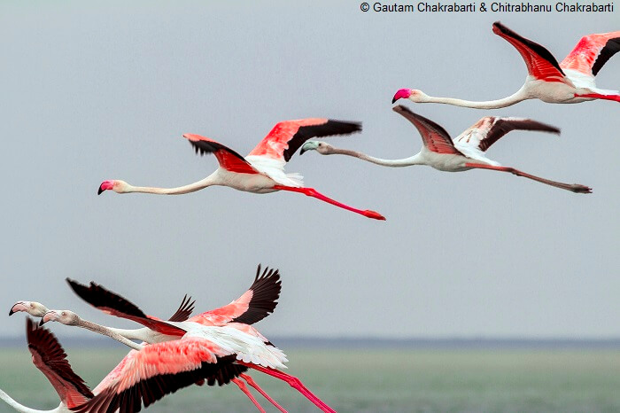 A flock of flamingos flying over the Pulicat lake at the Pulicat Lake Bird Sanctuary in Andhra Pradesh