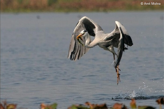 A Grey Heron diving to catch a fish and then eating it.