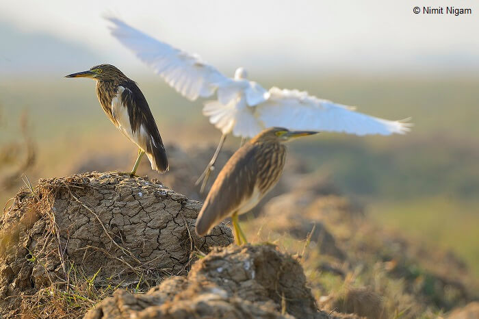Indian Pond Heron or Paddybird and Great Egret on Her Back in Najafgarh Bird Sanctuary