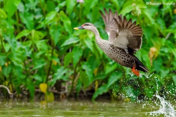 A spot-billed duck takes flight over the water body at the Jawaharlal Nehru Bustard Sanctuary