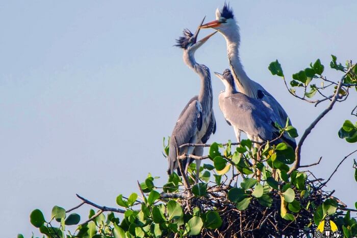 A family of migratory birds relaxes at their nest on tree top in the Kaundinya Bird Sanctuary