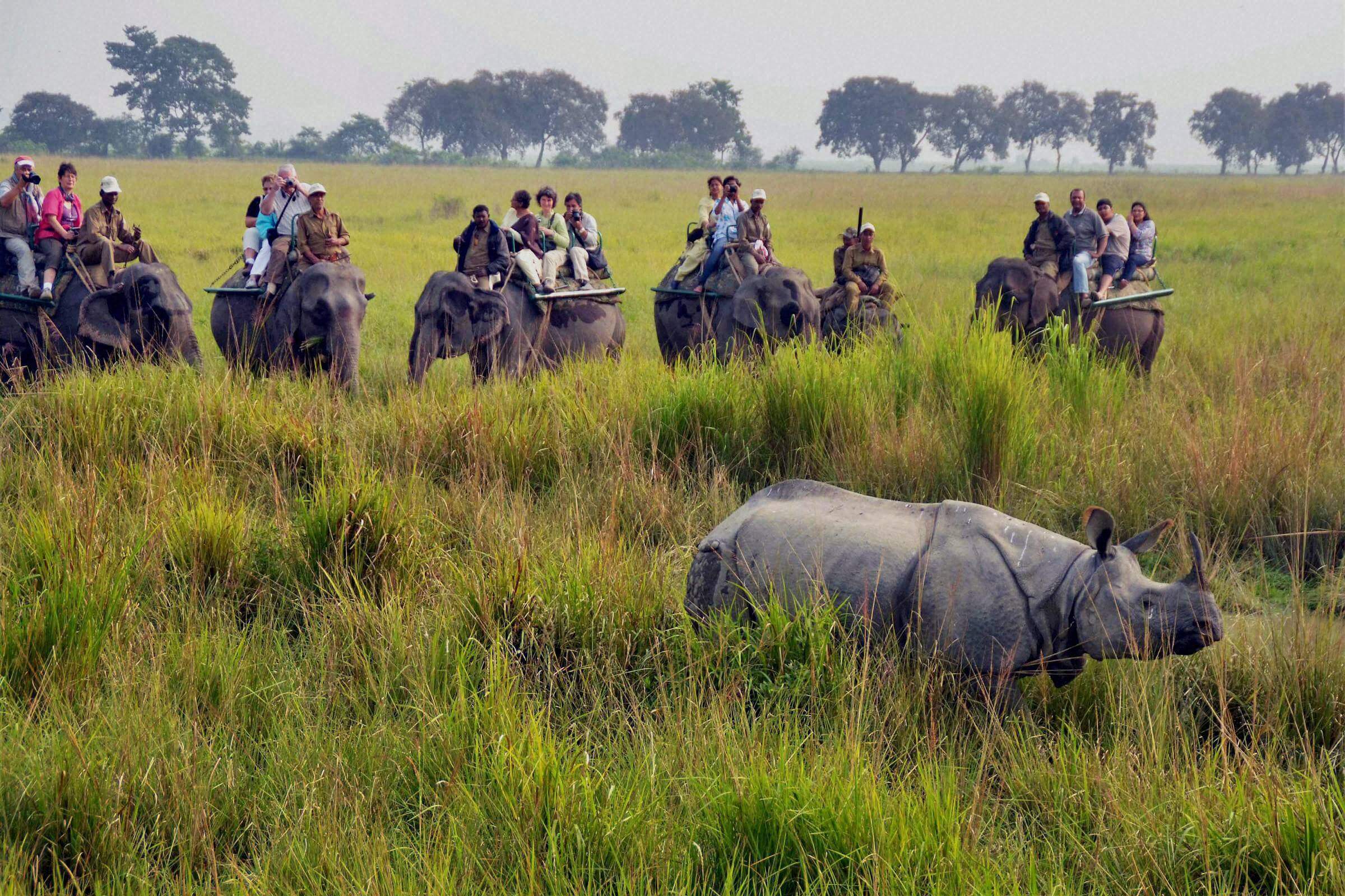 12 Best National Parks In India In 2019 For Wildlife Enthusiasts