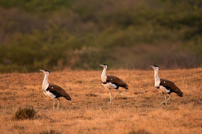 Bustards caught walking through the Kutch Great Indian Bird Sanctuary