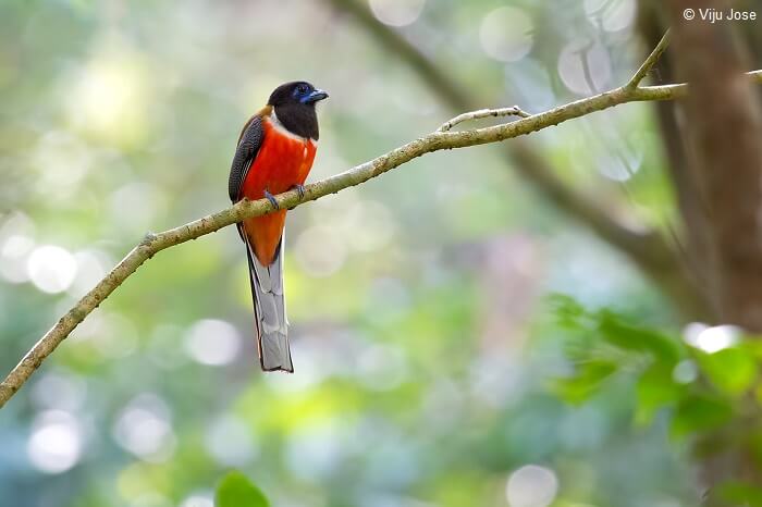 A Malabar Trogon perched on a tree branch at the Salim Ali Bird Sanctuary