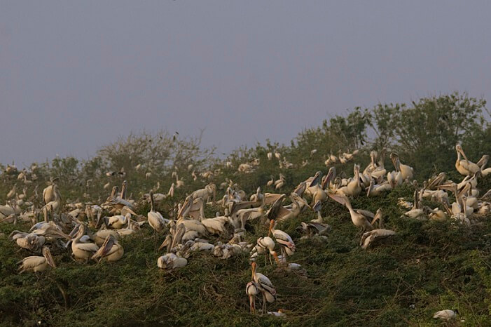 Scores of pelicans sitting on the grassy lands of Uppalapadu Bird Sanctuary