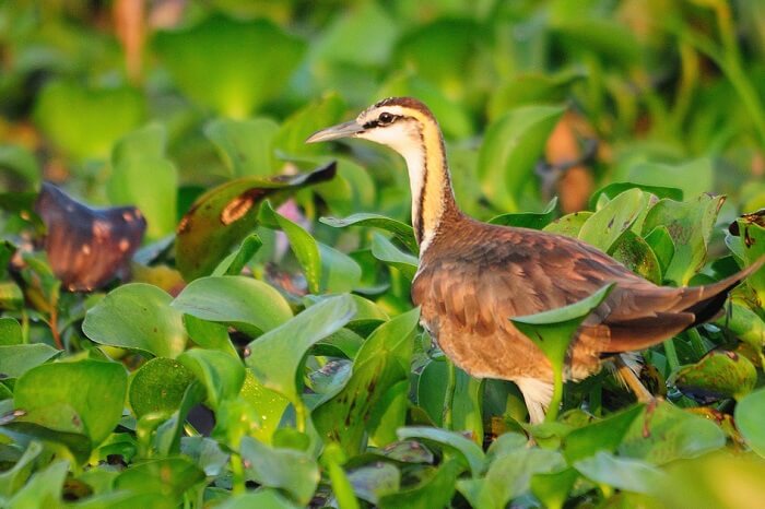 A beautiful shot of a pheasant-tailed jacana at the Kumarakom Bird Sanctuary in Kerala