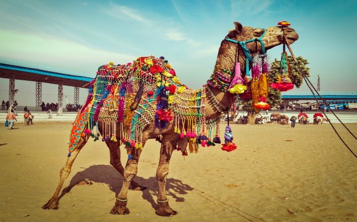 A colorfully decorated camel in Pushkar Camel Fair