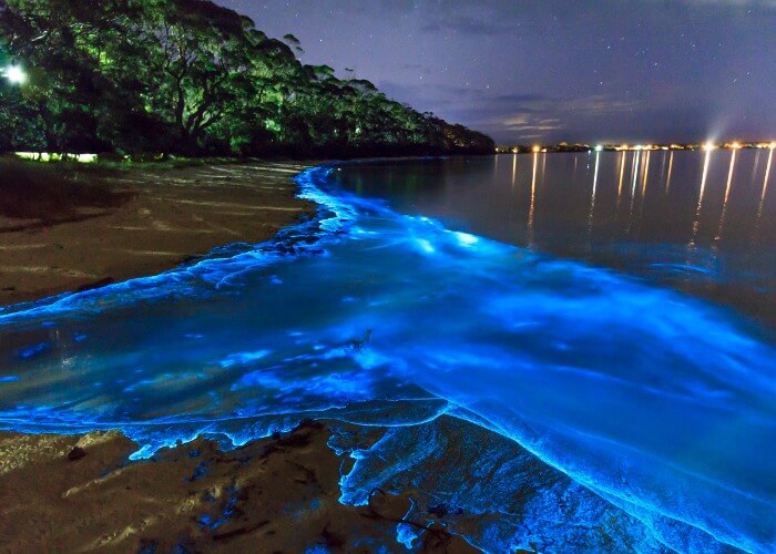 Sea of stars that shines bright blue during night