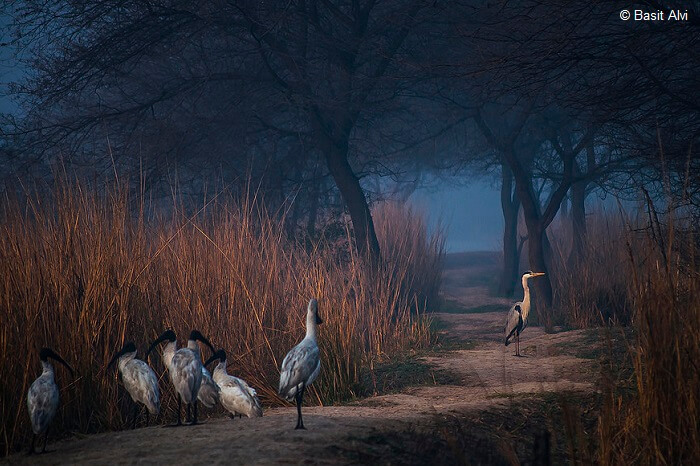 Numerous migratory birds walking through the Sultanpur Bird Sanctuary