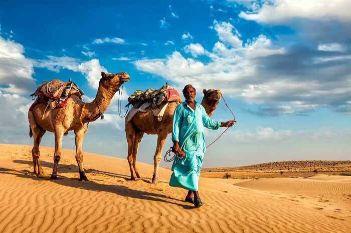 Camels and their escort walking on desert sand in Rajasthan