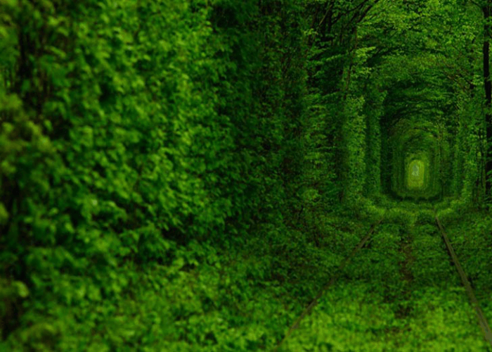 The beautiful view of the Tunnel of love