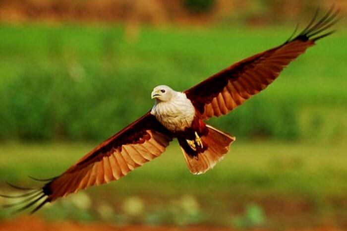 Enjoy spotting migratory birds at Mangalavanam Bird Sanctuary