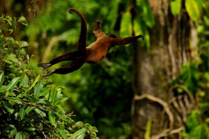 Wild animal in action at Peppara Wildlife Sanctuary