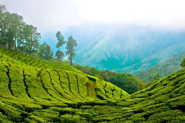 A view of picturesque landscape of Mathikettan Shola National Park