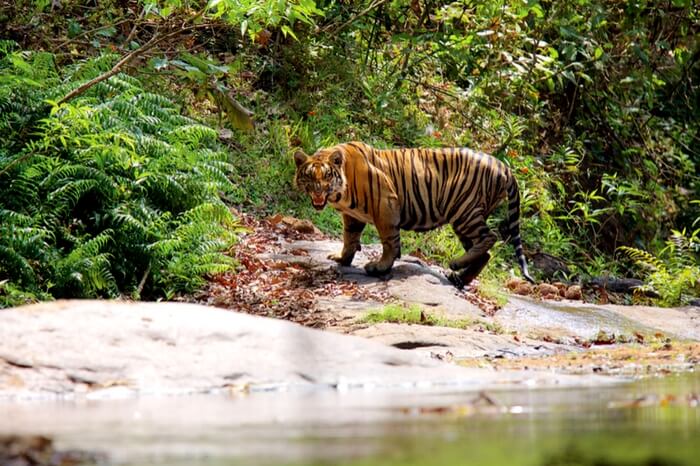 Witness the king of food chain at Parambikulam Tiger Reserve