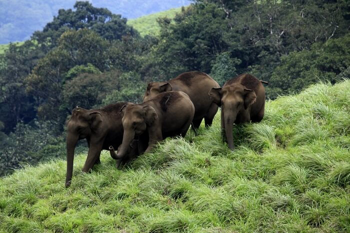 Elephants strolling at Periyar Wildlife Sanctuary