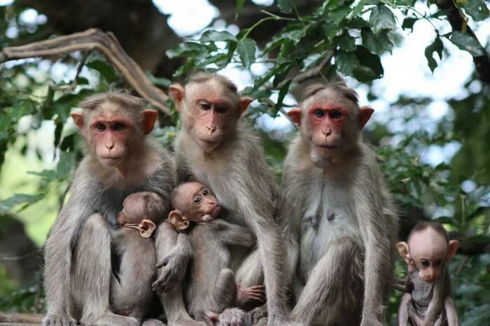 A group of Bonnet Macaques sitting on a branch of a tree in Chinnar Wildlife Sanctuary