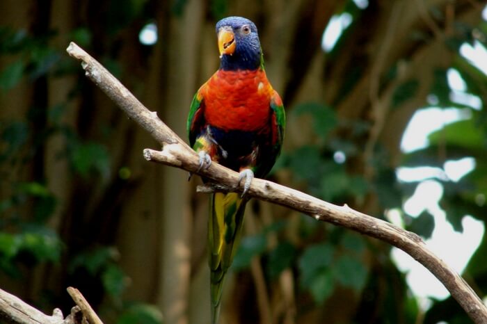 An exotic variety of parrot in Shendurney Wildlife Sanctuary