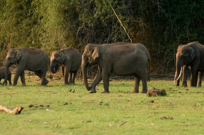 20 Best Wildlife Sanctuaries In Kerala