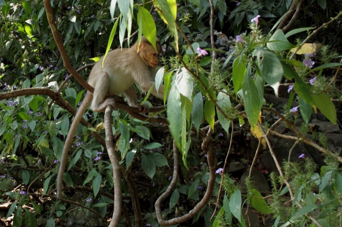 A Nilgiri Langur at Chimmony Wildlife Sanctuary