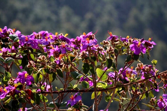 An eye-catching view of New Amarambalam Reserved Forest in Kerala