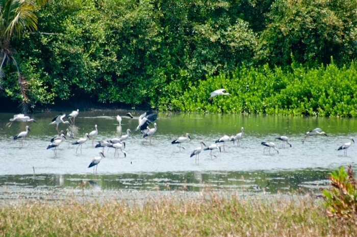 Migratory birds seen playing at Thattekad Bird Sanctuary in Kerala