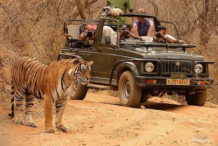 Tourists clicking pictures of a tiger during Wildlife Safari in Rajasthan