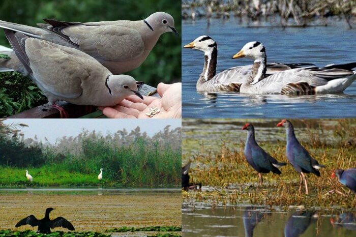 Bakhira Bird Sanctuary, Uttar Pradesh
