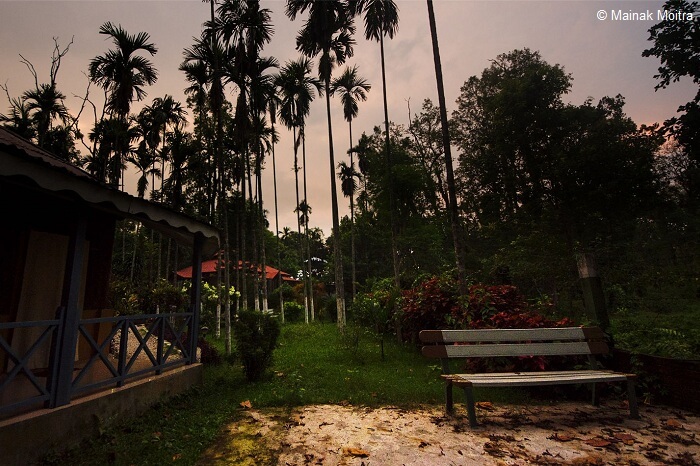 An evening shot at Dooars in West Bengal