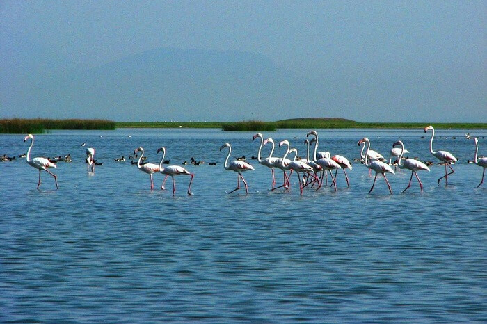 A long fleet of flamingos stand tall in the Chilika lake at the Chilika Lake Bird Sanctuary