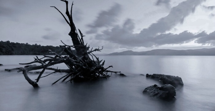 A ravaged tree branch at Munda Pahar beach